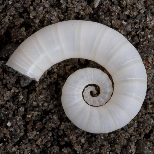 fibonacci_shell