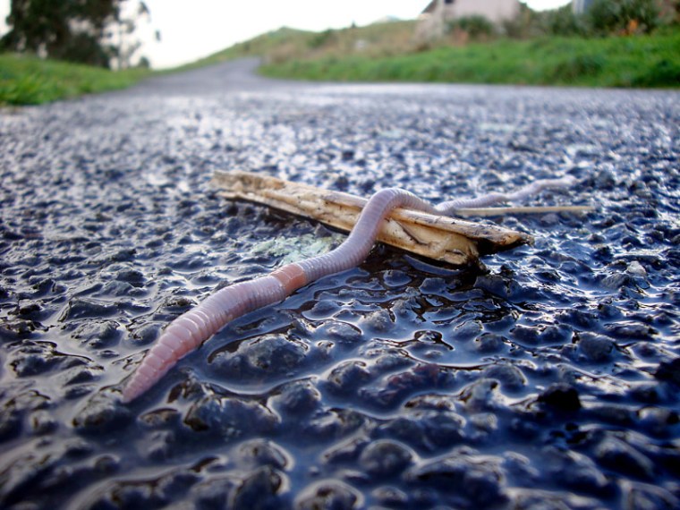 An earth worm, just one of many, many, many, many invertebrate animals.(© All Rights Reserved)