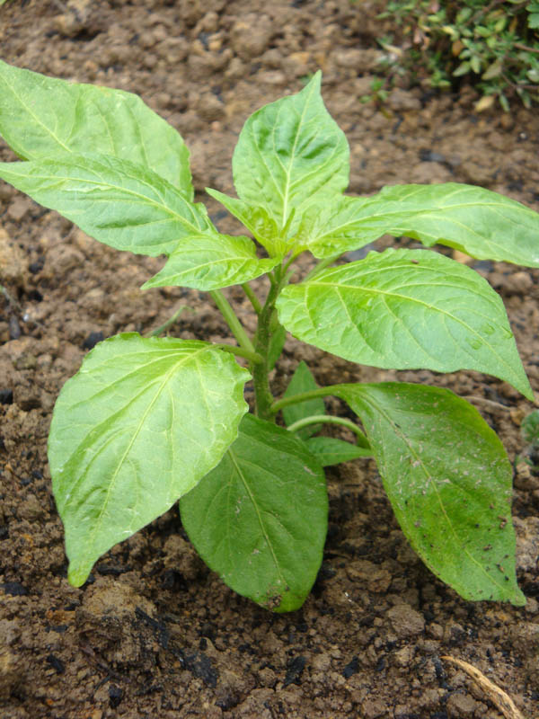 One of our Bhut Joloika babies.  Considering the punch of the adult fruit (with a Scoville rating of over 1 000 000 units), the baby plant looks deceivingly innocent.(© All Rights Reserved)