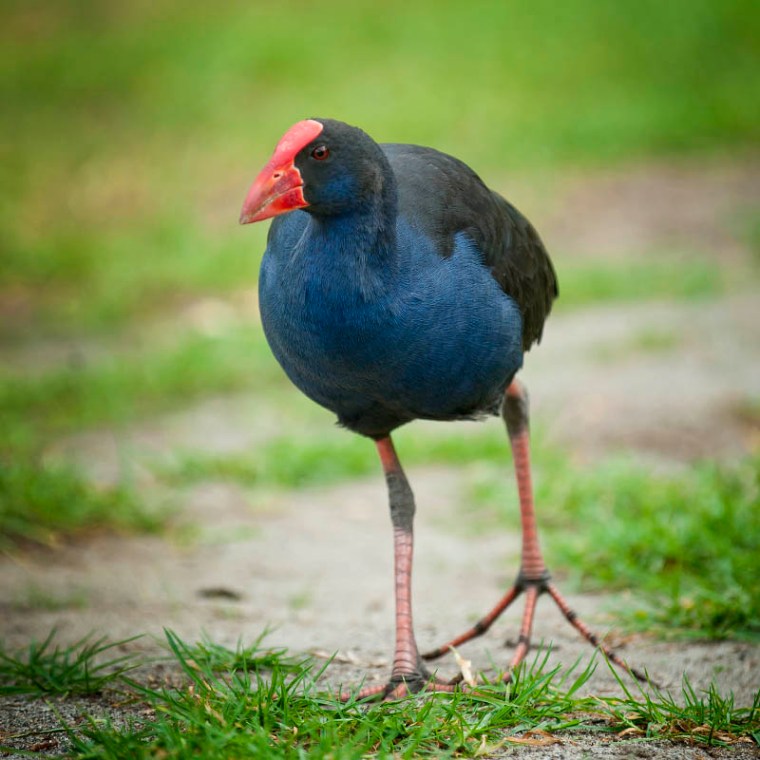 The pupeko - when it's young, it's all feet. It is only as it gets older that it's body starts catching up with the feet (well, sort of...). (© All Rights Reserved)