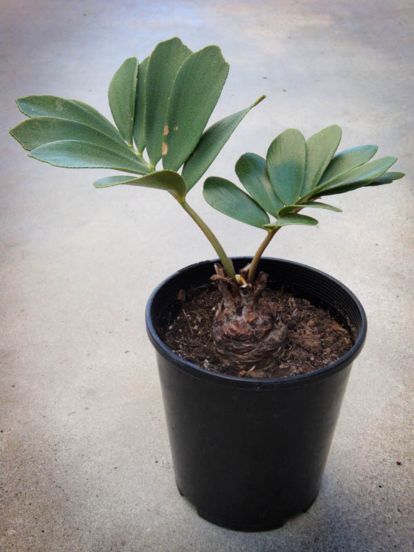A young cycad plant.(© All Rights Reserved)