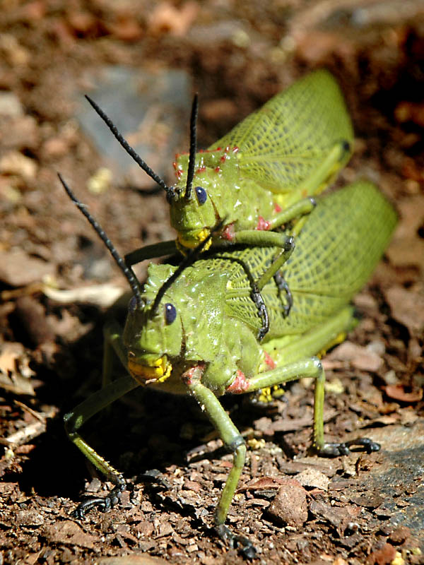 I wonder what Bones' Dr Jack Hodgins would be able to deduce from studying these two critters?(© All Rights Reserved)