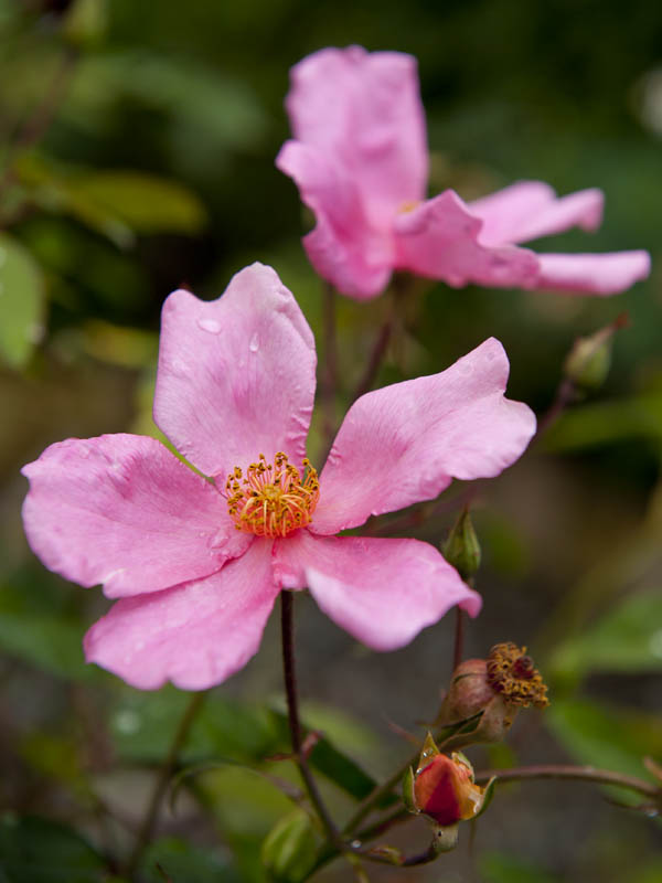 The 'Chinensis Mutabilis' Chinese heirloom rose (© All Rights Reserved)