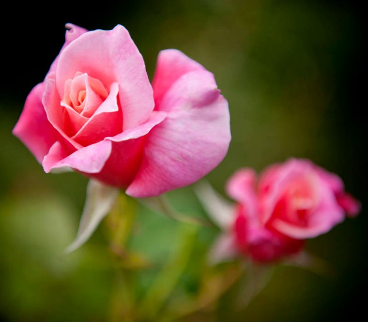 'First Love' hybrid tea rose. (© All Rights Reserved)