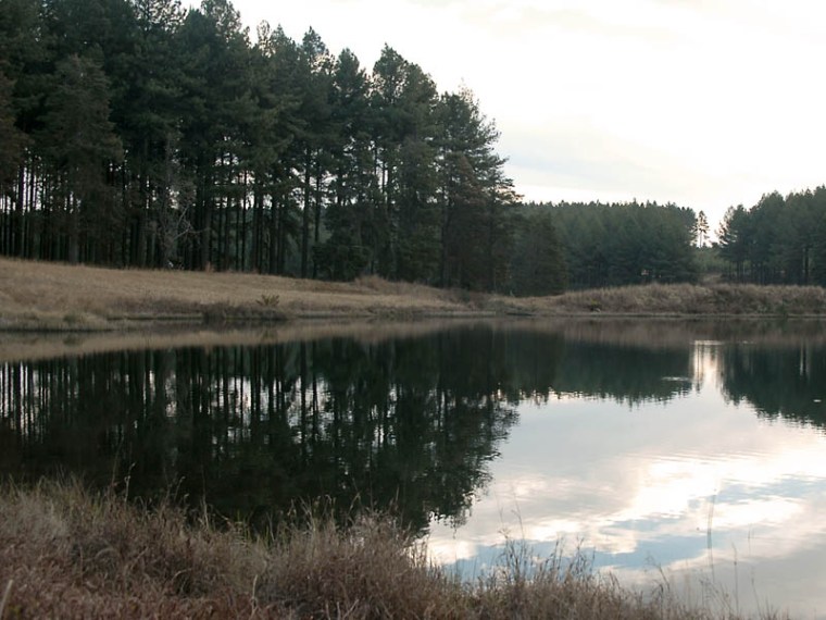 Forests - ensuring a healthy environment for all.(© All Rights Reserved)