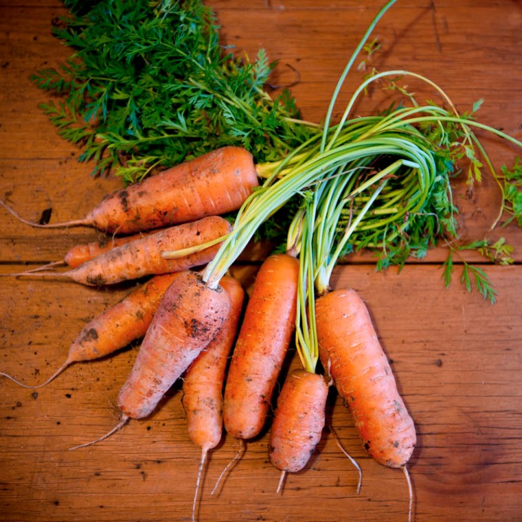 Nothing like a crop of fresh, healthy carrots straight from the vege patch.(© All Rights Reserved)
