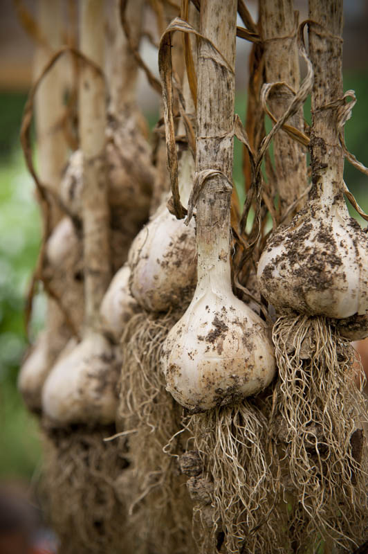 Hanging garlic to dry after harvest allows it to keep for a long time. (© All Rights Reserved)