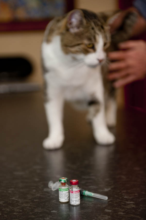 World Veterinary Day is a great opportunity to get your beloved pet vaccinated. (© All Rights Reserved)