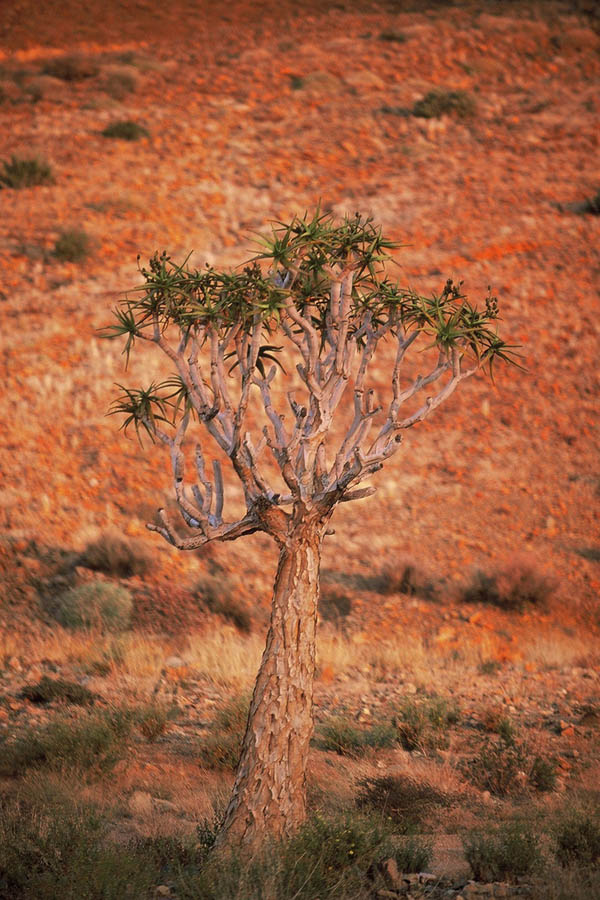 While today is a reminder to love all trees, let's also use it to celebrate the diversity of trees out there. And to remind ourselves of those trees that need particular protection from potential extinction. Pictured here is the beautiful Aloe dichotoma, or quiver tree (kokerboom), indigenous to Southern Africa. Different subspecies of the tree have been rated as 'vulnerable' (A. dichotoma), 'endangered' (A. ramossisima) and 'critically endangered' (A. pillansii) respectively on the IUCN Red List of Threatened Species. (© All Rights Reserved)
