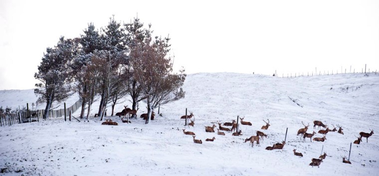 (© All Rights Reserved)