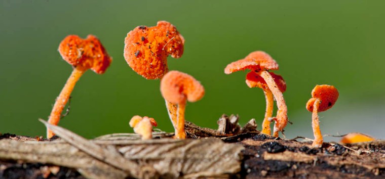 Whether it's a majestic vista or a tiny bit of natural magic in the corner of the garden, there's beautiful subject matter all around us for Nature Photography Day. (© All Rights Reserved)
